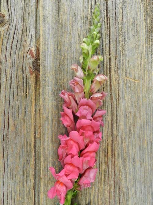 DARK PINK SNAPDRAGONS